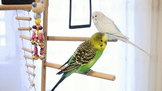 3 Hour Budgie Sounds for Lonely Budgies [upl. by Ilamad]