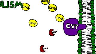 Mechanism of Cytochrome P450 CYP metabolism induction and inhibition [upl. by Ecinaj]