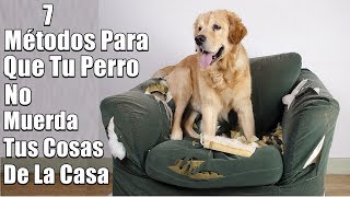 Mi Perro Muerde Todo ¿Que hago  7 Métodos de solución  Muebles objetoszapatos [upl. by Ojiram]