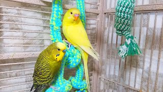 Help Lonely Budgies to Chirp Nature Parakeets Bird Sound 12 Hr [upl. by Nolham]