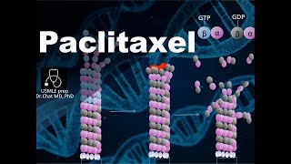 Paclitaxel Mechanism of action⑦ [upl. by Annmarie]