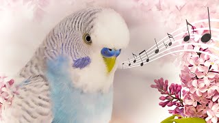 How to know what is your Budgie telling you by sounds [upl. by Ahsaf]