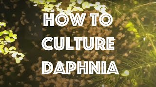 How To Culture Daphnia Magna [upl. by Burnley]