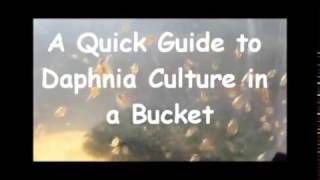 How to culture daphnia outside [upl. by Ilenna934]