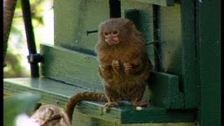 Releasing the Marmosets  The Zoo Keepers  BBC Earth [upl. by Anelad202]