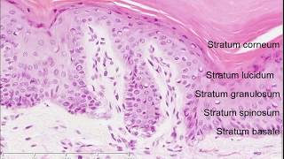 Histology of the Skin [upl. by Tound]