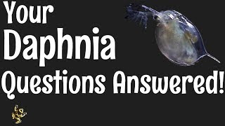 Daphnia Questions Answered [upl. by Leslie]