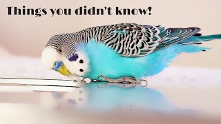 Awesome Bird Care Tips You should know  Compilation [upl. by Hsemin]