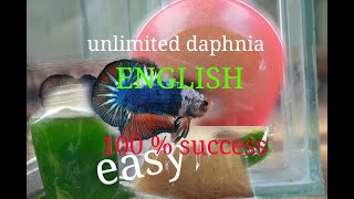 daphnia moina culture Easy way Unlimited production English  with sub Green water Chlorella [upl. by Ikilisav]