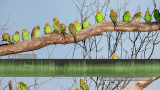 Budgie Sounds The calls of wild budgerigars parakeets in outback Australia [upl. by Junna]