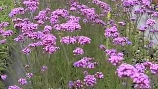 Verbena Bonariensis [upl. by Nnire]