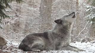 Wolfs Sweet Voice Inspires 50 Wolves to Howl [upl. by Ettelohcin656]