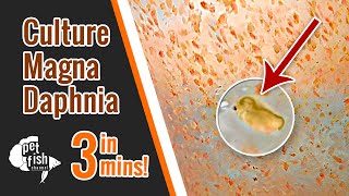 How to culture DAPHNIA MAGNA  The easy way [upl. by Mitchell965]