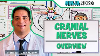 Neurology  Cranial Nerves Overview [upl. by Ahola147]