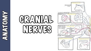 Anatomy  Cranial Nerves Overview [upl. by Airotna]