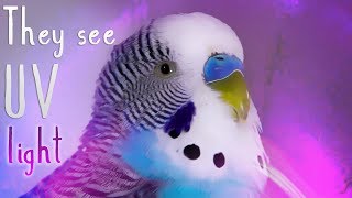 How Budgies See The World in Colour Alen AxP [upl. by Aisnetroh907]