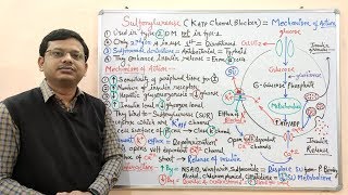 Diabetes Mellitus Part10 Mechanism of Action of Sulfonylurease  Antidiabetic Drugs  Diabetes [upl. by Niamrahc54]