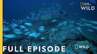 Shark Eating Goliath Full Episode  Monster Fish [upl. by Ruford]