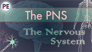 The Nervous System Peripheral Nervous System PNS [upl. by Aryas]