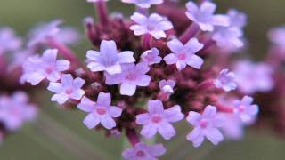 Gardening Tips  How to Grow Verbena [upl. by Hayidan]