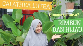 TIPS MENANAM DAN MERAWAT CALATHEA LUTEA AGAR RIMBUN  TANAMAN HIAS PISANG PISANGAN [upl. by Odraode]