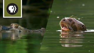 Giant River Otters Defeat Large Black Caiman [upl. by Dolphin]