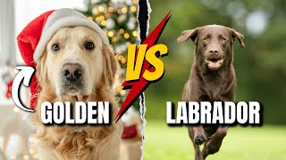 GOLDER RETRIEVER VS LABRADOR  WHICH ONE IS BETTER [upl. by Ecyob]