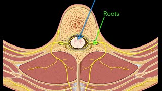 Spinal nerves [upl. by Derron]