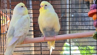 1 hour of Budgies  Beryl and Moon First Time Outside [upl. by Beichner234]