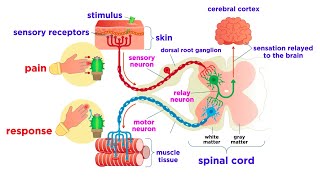 The Peripheral Nervous System Nerves and Sensory Organs [upl. by Appel]