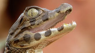 Adorable Baby Caiman Crocodile  Deadly 60  BBC Earth Explore [upl. by Biebel596]