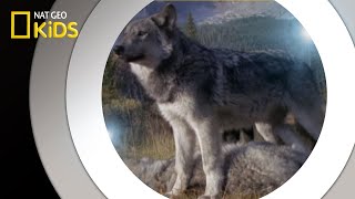 Living With Wolves  National Geographic Kids [upl. by Yerok56]