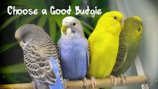 How to Choose a Good Budgie [upl. by Cyndy850]