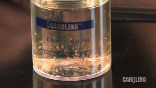 How to Care for Daphnia [upl. by Notecnirp]