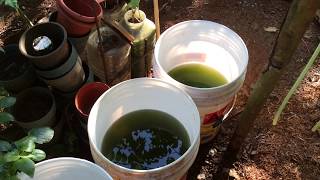 How to grow Green Water Algae [upl. by Adnolohs823]