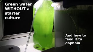 Green Water WITHOUT a Starter Culture  From Scratch  How To [upl. by Hehre]