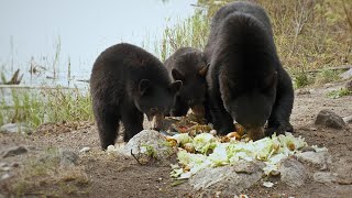 Best Bear Deterrent Crazy Way to Protect Yourself from a Bear [upl. by Atlanta]