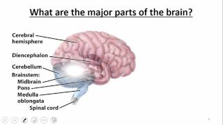 Nervous System Brain amp Cranial Nerves [upl. by Marianne374]