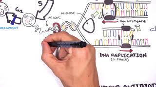 Pharmacology  Chemotherapy agents MOA Alkalating antimetabolites topoisomerase antimitotic [upl. by Oitaroh67]