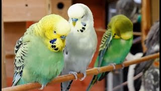 Over 9 hours of Budgies Playing Singing and Talking [upl. by Rosenberger]