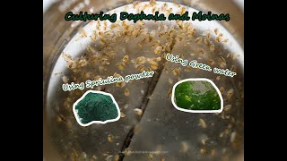 How To Culture Daphnia and Moinas using Green Water Spirulina powder [upl. by Nnalyrehc]