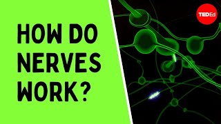 How do nerves work  Elliot Krane [upl. by Bohon]