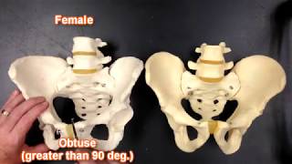 Pelvis Anatomy [upl. by Imeaj519]