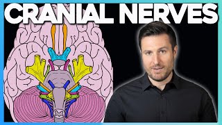 Easiest Way to Remember Cranial Nerves  Corporis [upl. by Myrilla]