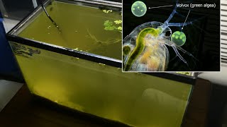 Raising Daphnia for the Freshwater Aquarium [upl. by Refannej]