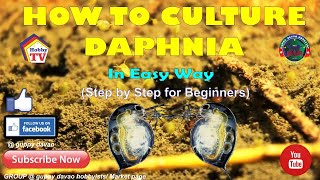 HOW TO CULTURE DAPHNIA In Easy Way [upl. by Roleat]