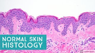 Normal Skin Histology  Explained by a Dermatopathologist [upl. by Iviv809]