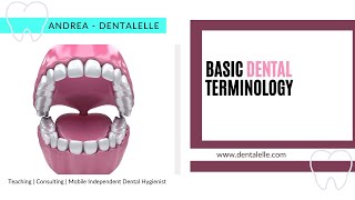 Basic Dental Terminology [upl. by Atinnek]